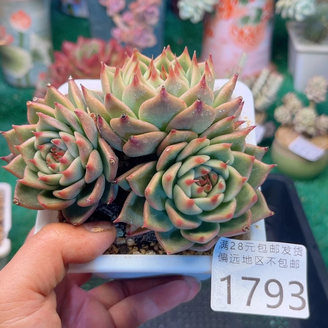 大1793（z b zh ch d h v b