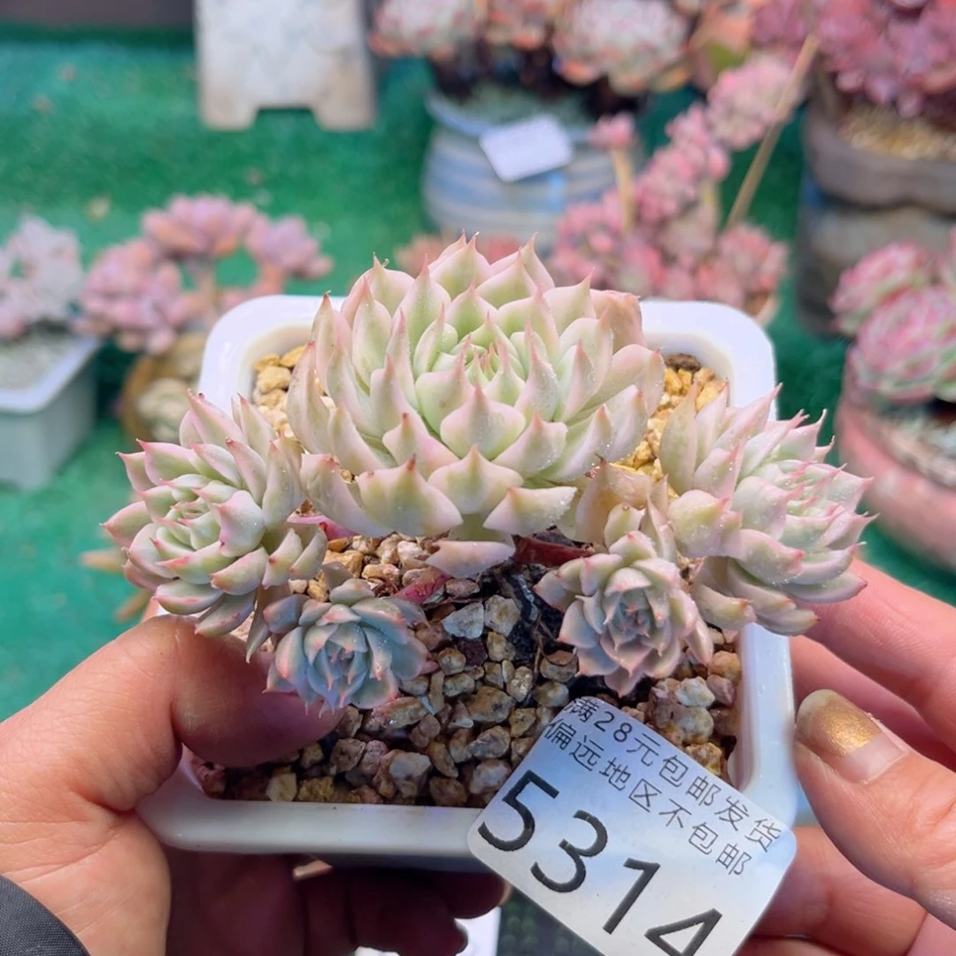 大5314/）s h sh c g h k