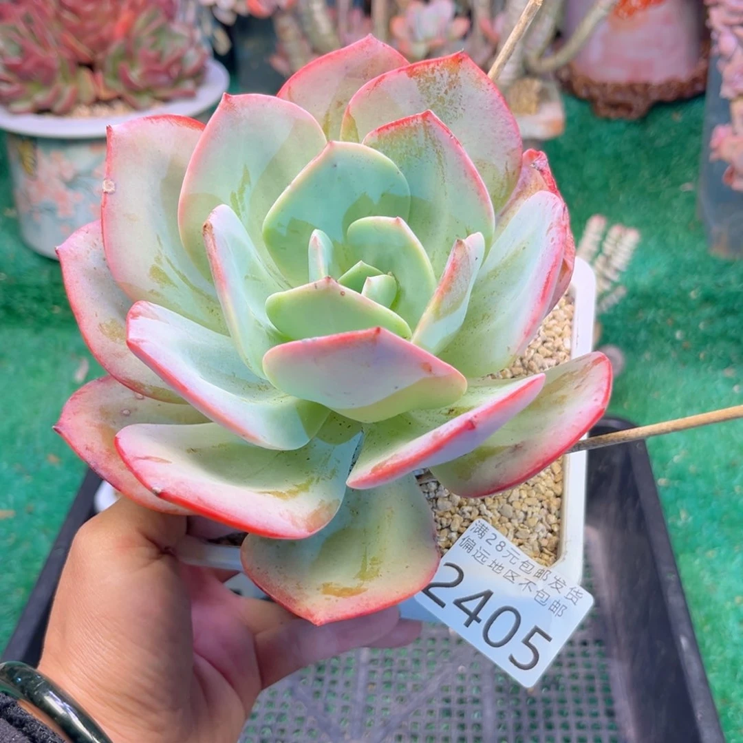 大2405（f d h d g d g g h