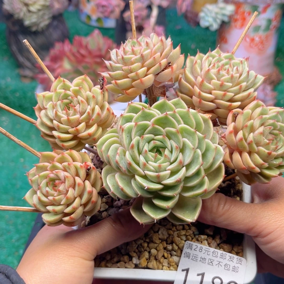 大1189；j x n d j x b x jv