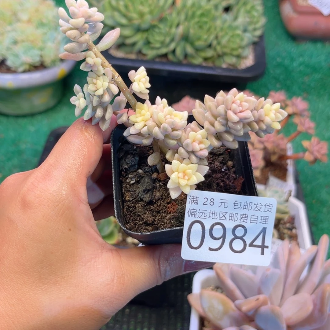 大0984:？d h f c d v b