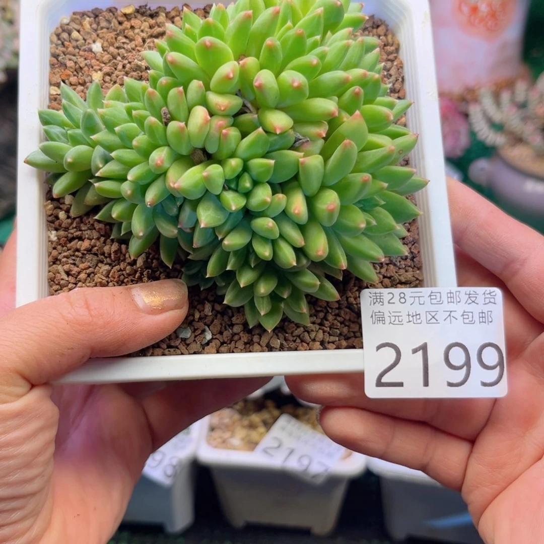 大2199；h d b c b c b