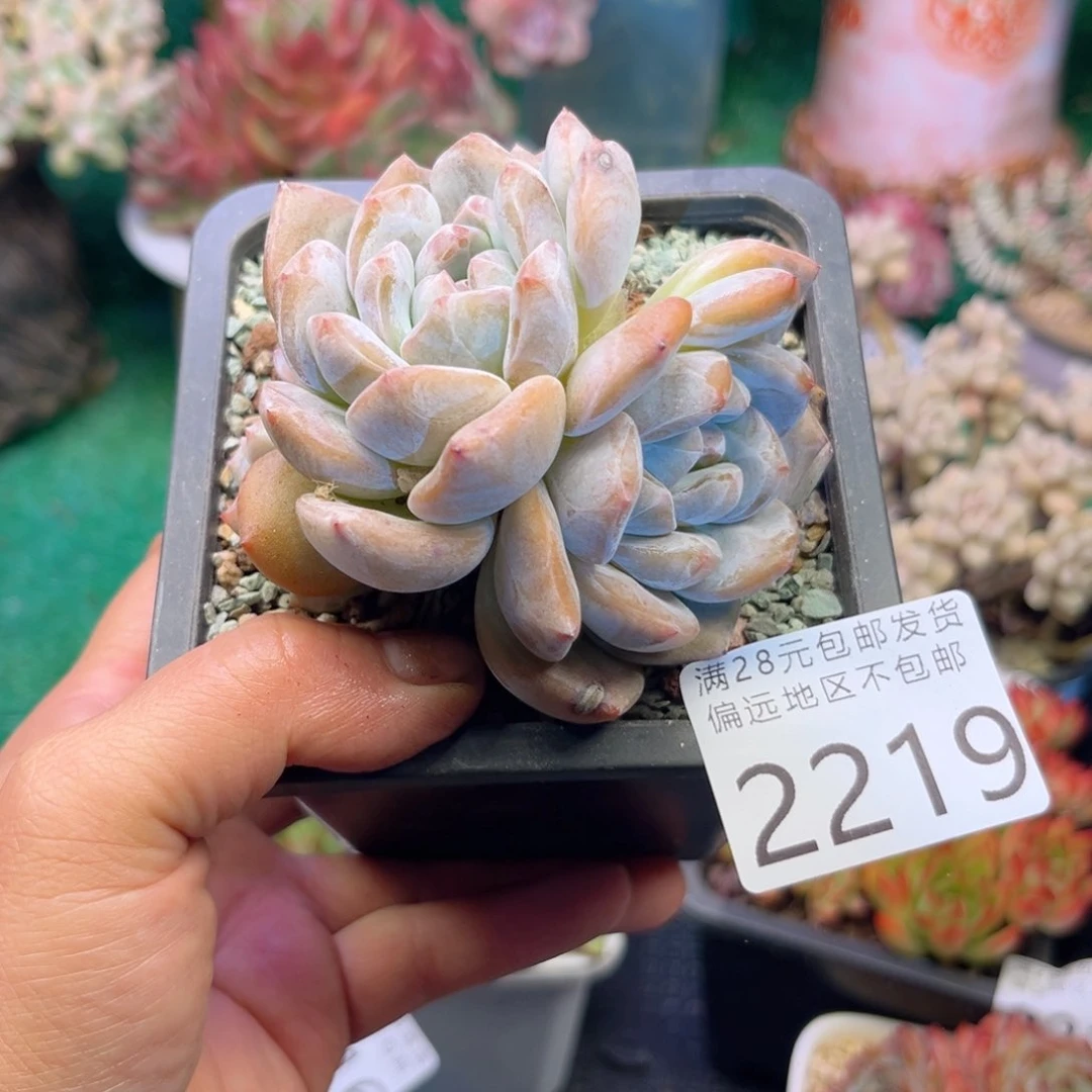 大2219:：¥；j d h h j