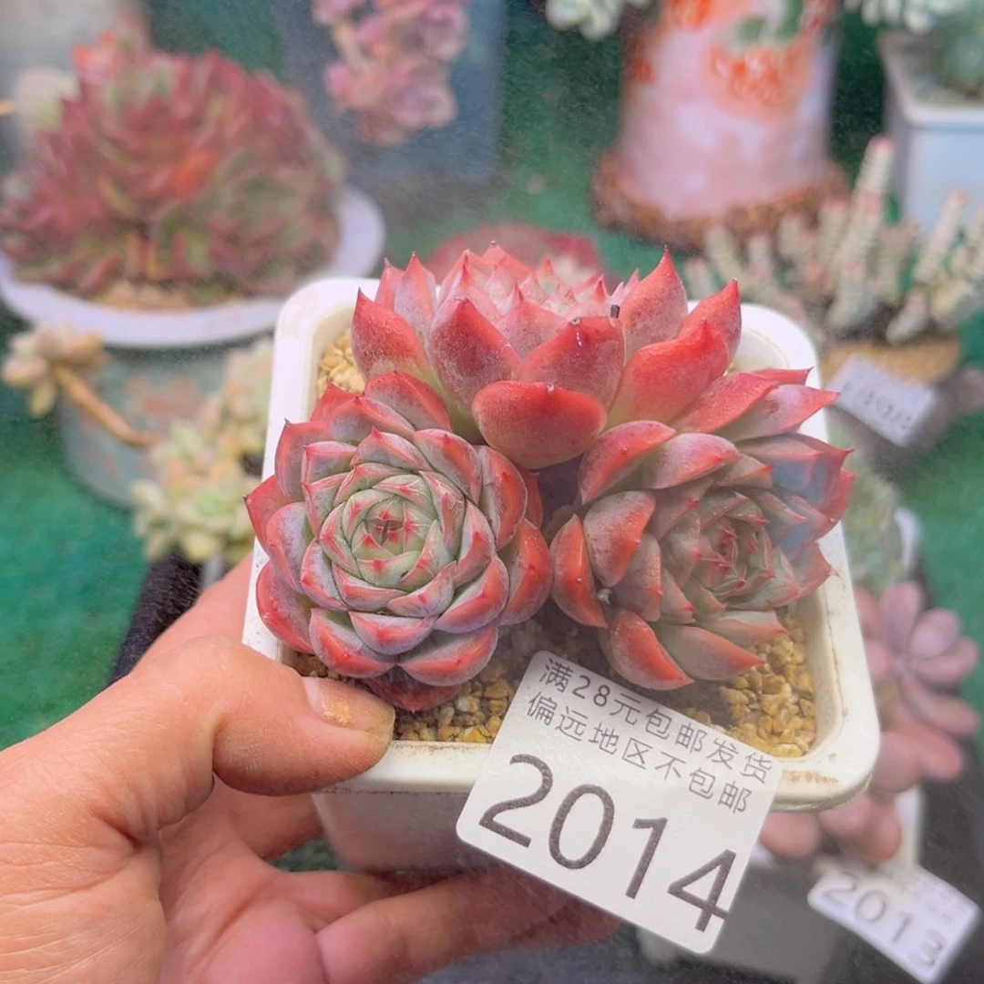 大2014/（sh x j f c d f f g