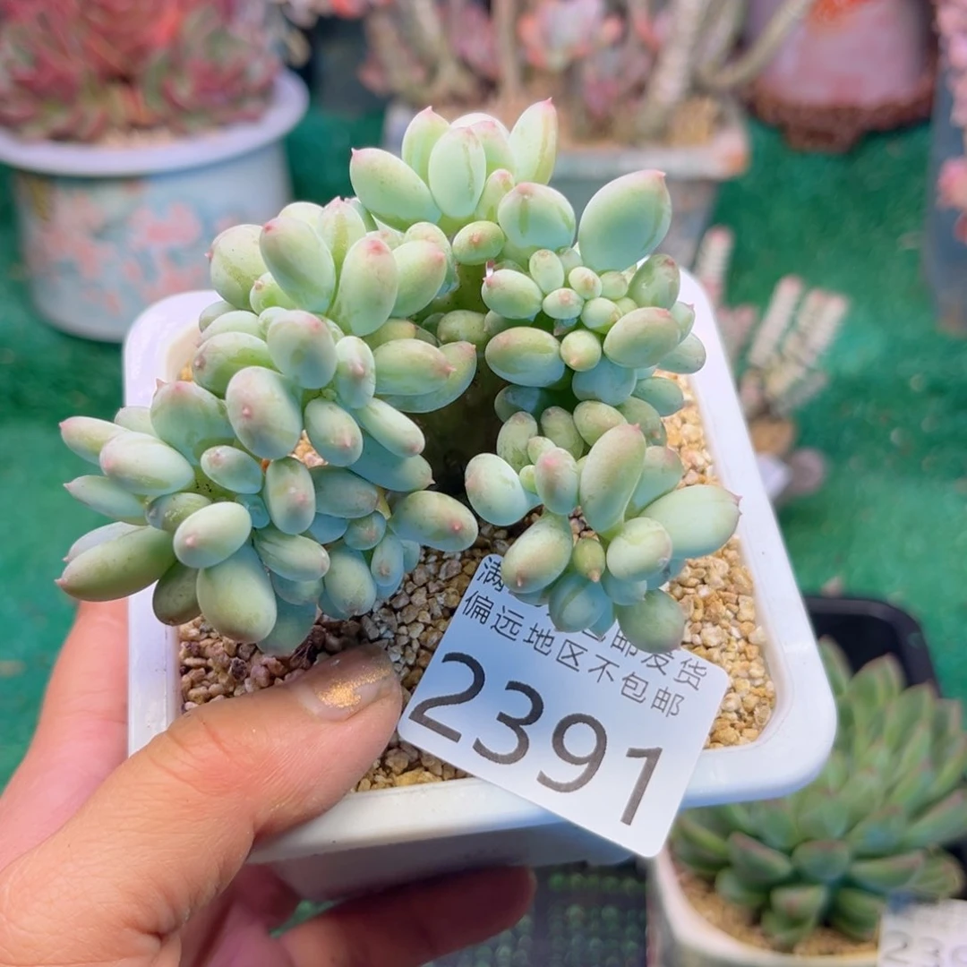 大2391¥：！z n x n c n