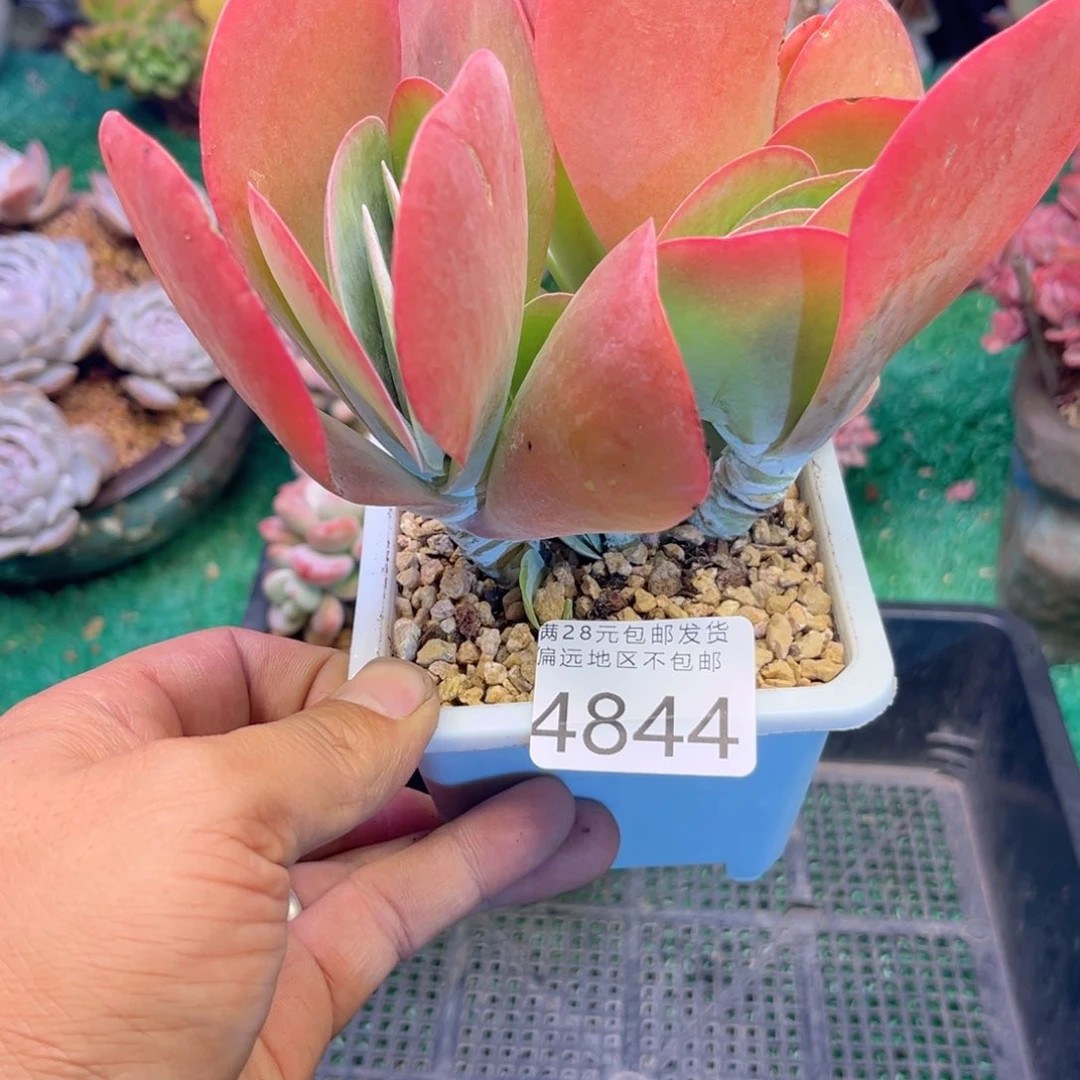 大4844ij k k k k j j j