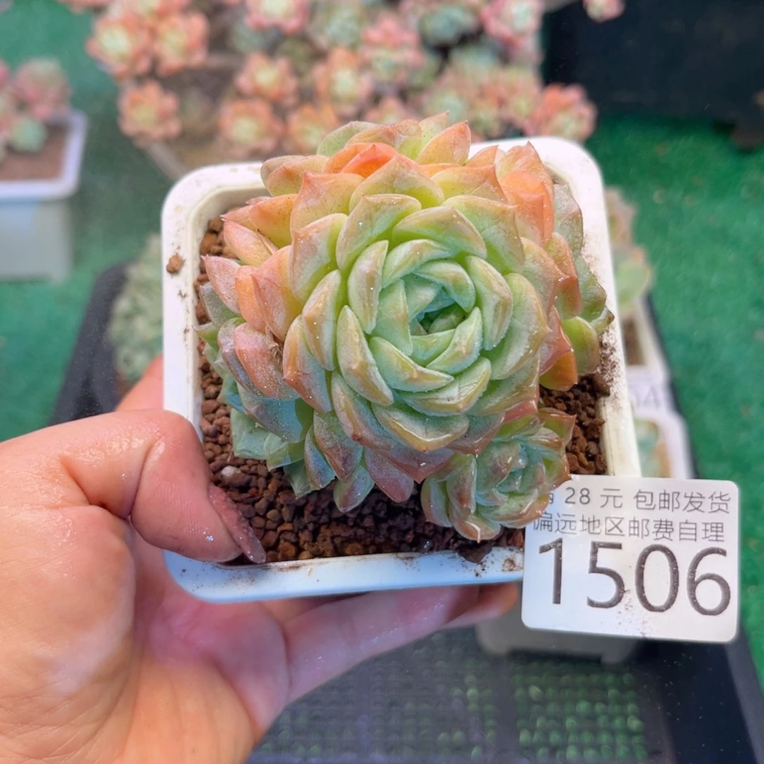 大1506；b d b xv xv v