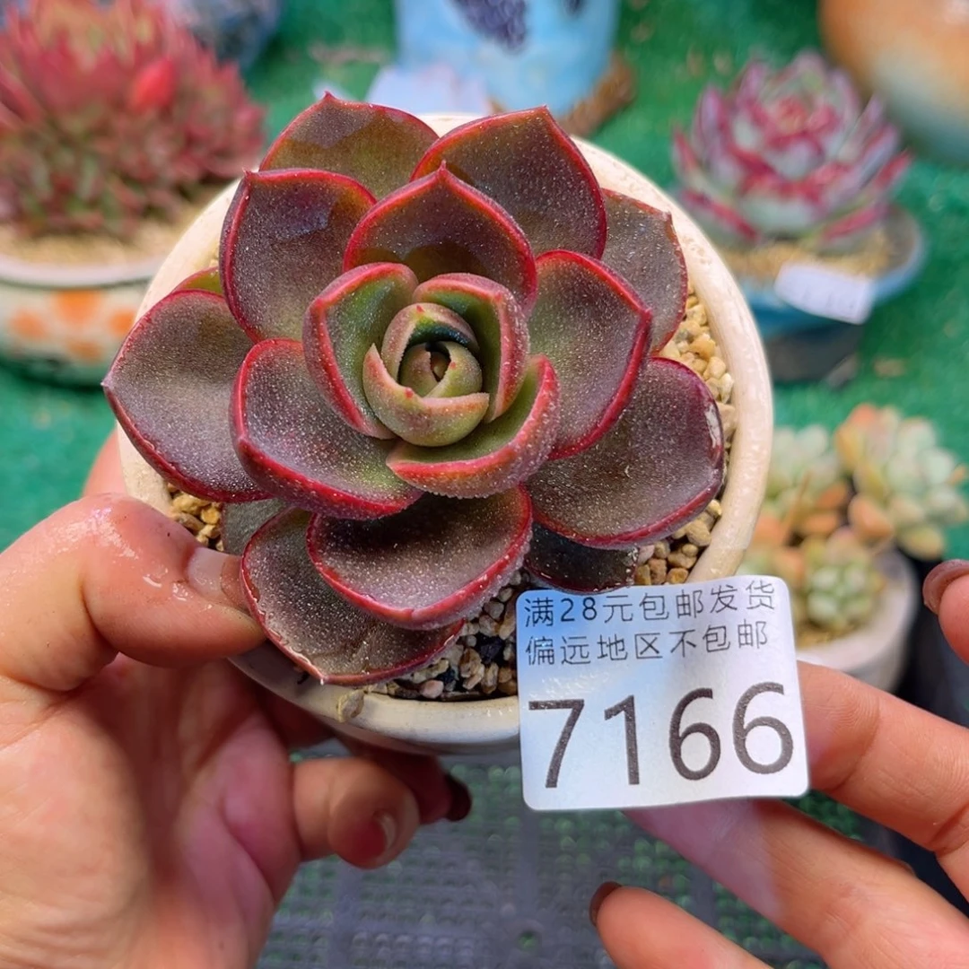 亲7166:？f h cv v c g vv