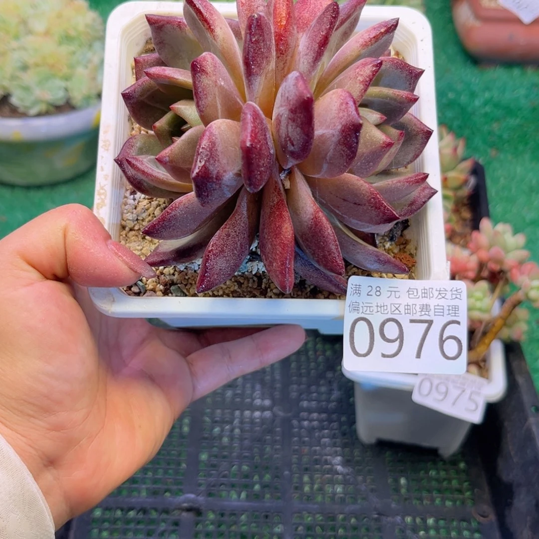 大0976；b s g d g d f d