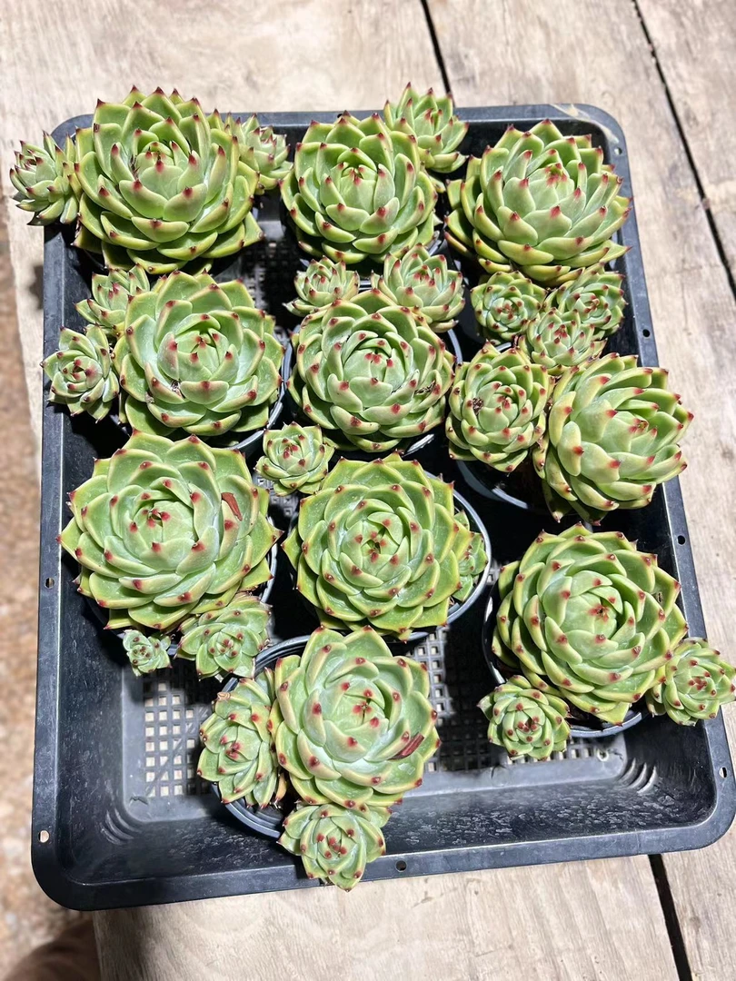 90#蓝龙单双群任意一颗多肉植物