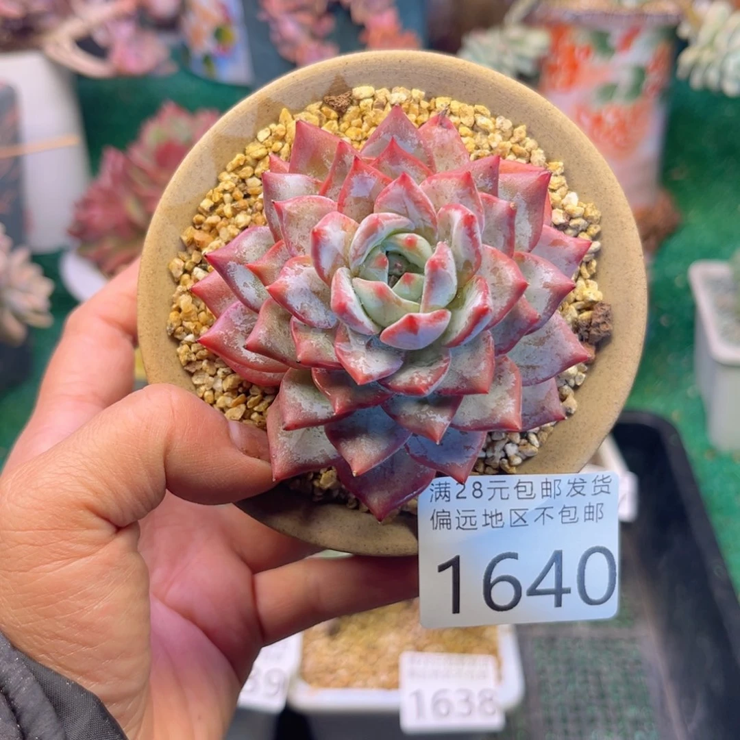 大1640:¥：@d j f h b j