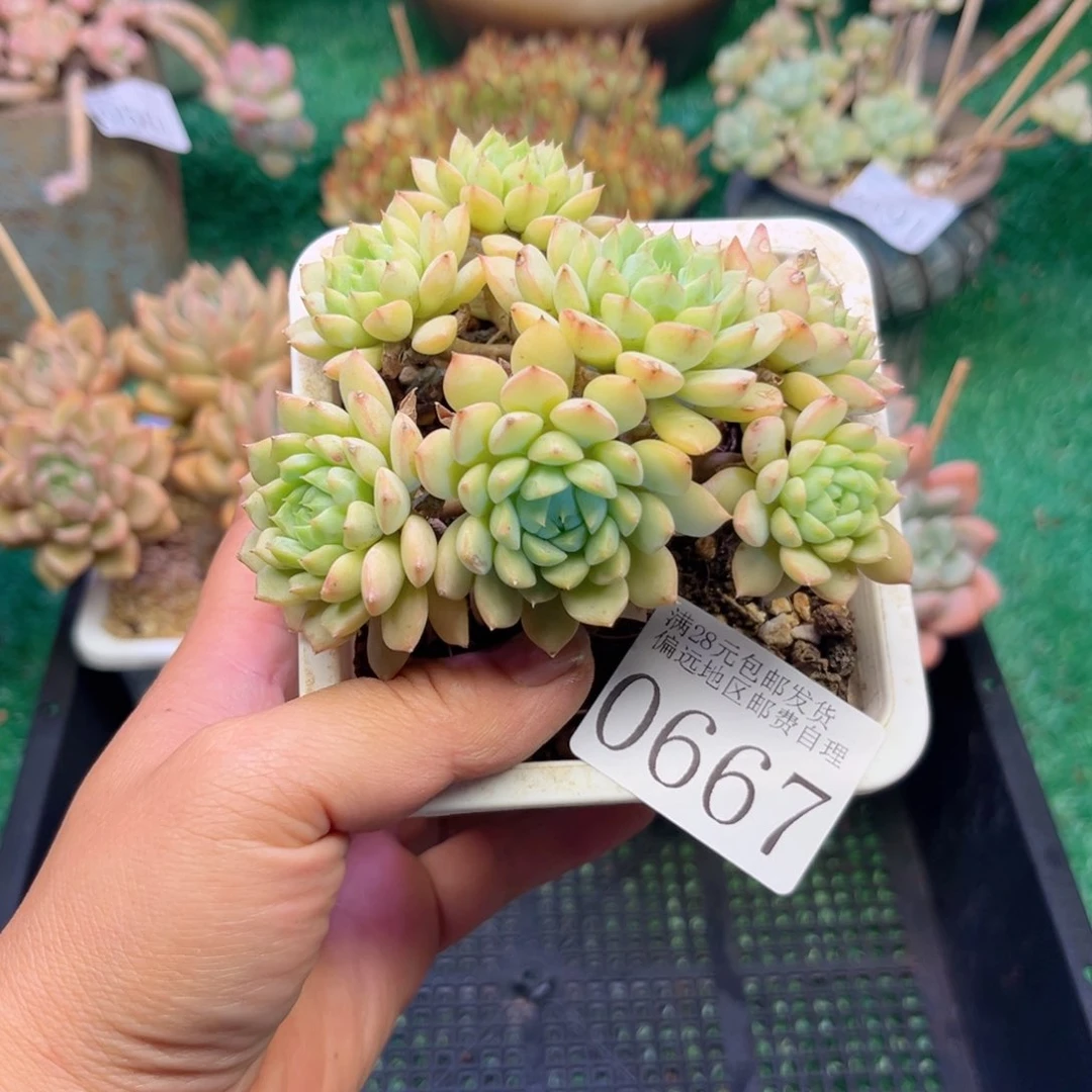 大0667;n c b f g g vv