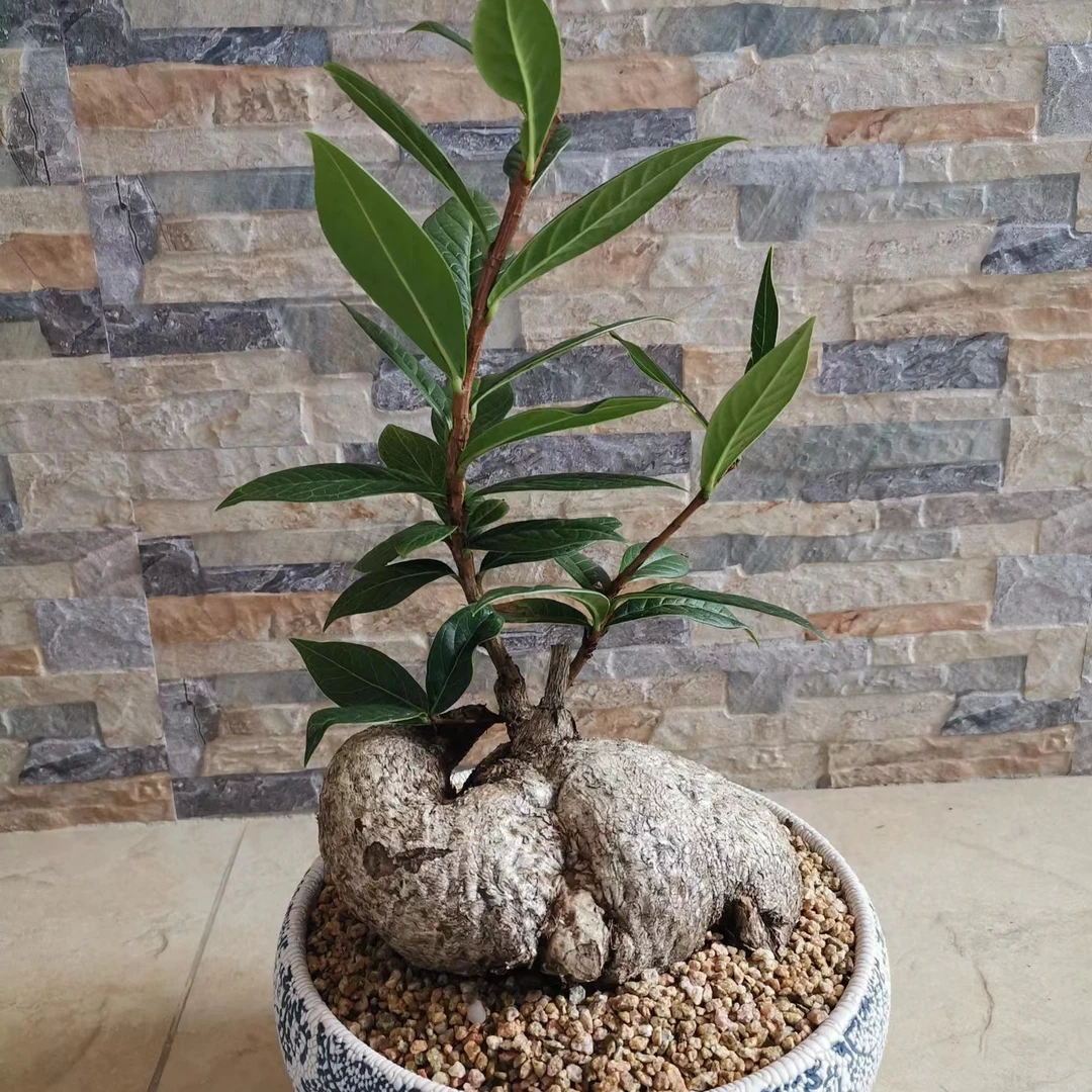 云南大叶吊金钟树萝卜