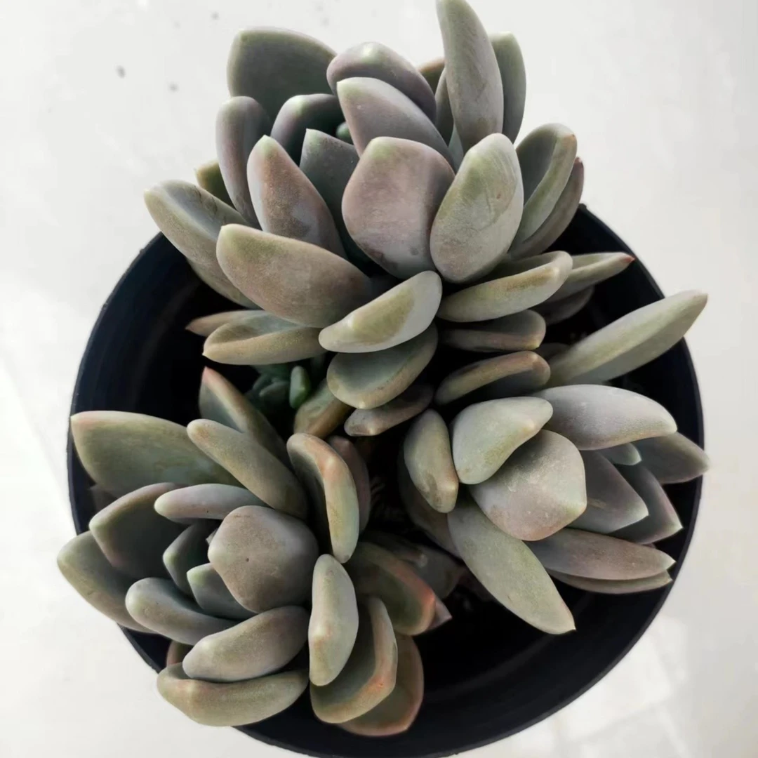 群生胖美人 恋上多肉 满19.9包邮简单 多肉植物