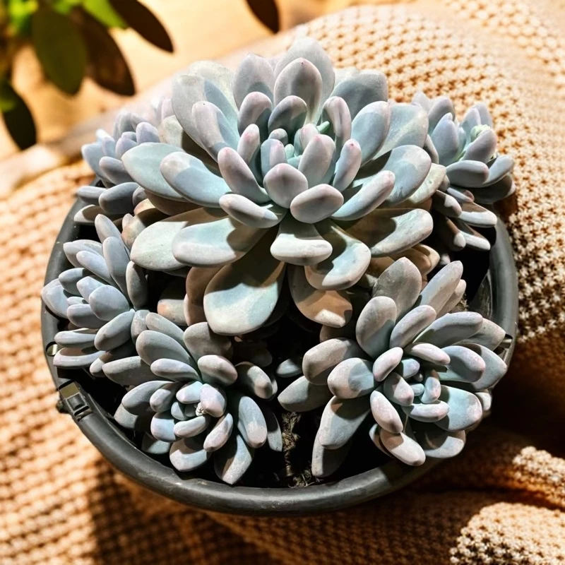 恋上多肉 整桩香水 老桩 颜值高 好养活