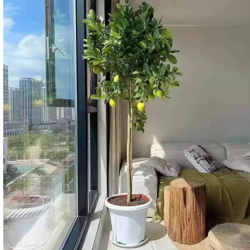 广州四季香水宁蒙大型绿植棒棒糖宁蒙带花带果阳台庭院楼盆栽绿植