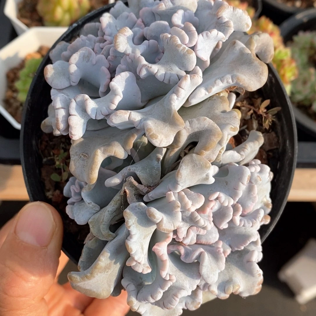 白绞子皮多头十公分杯