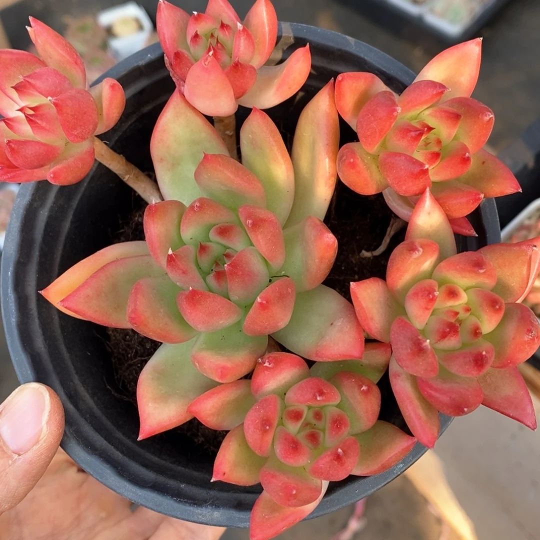 精品多肉一物一拍