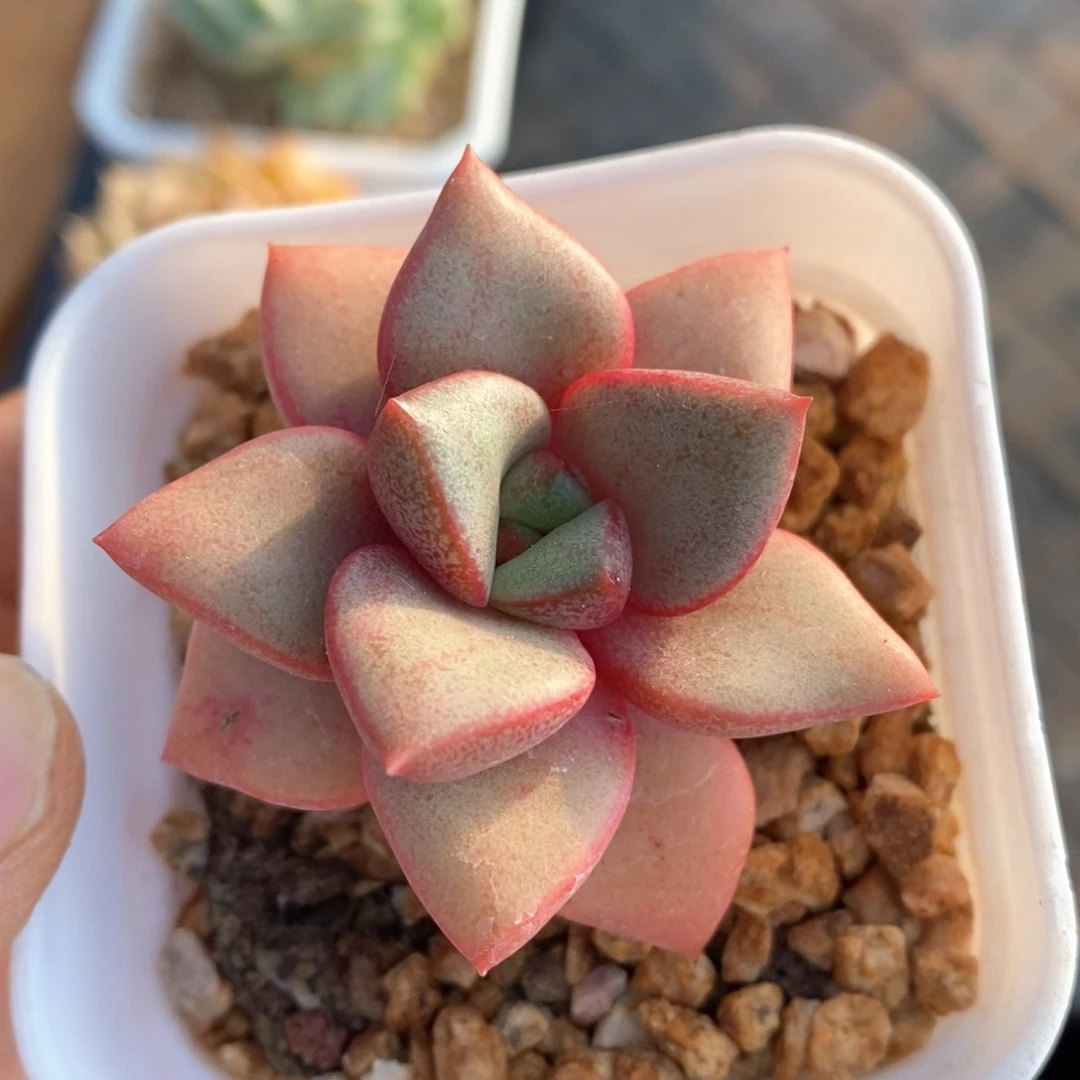 精品多肉一物一拍