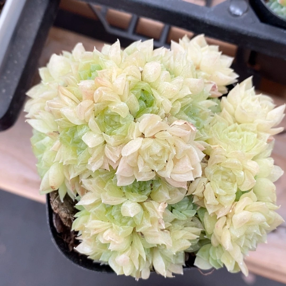 精品多肉一物一拍