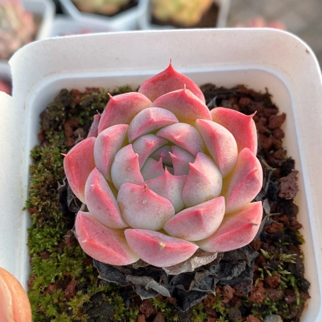 精品多肉一物一拍