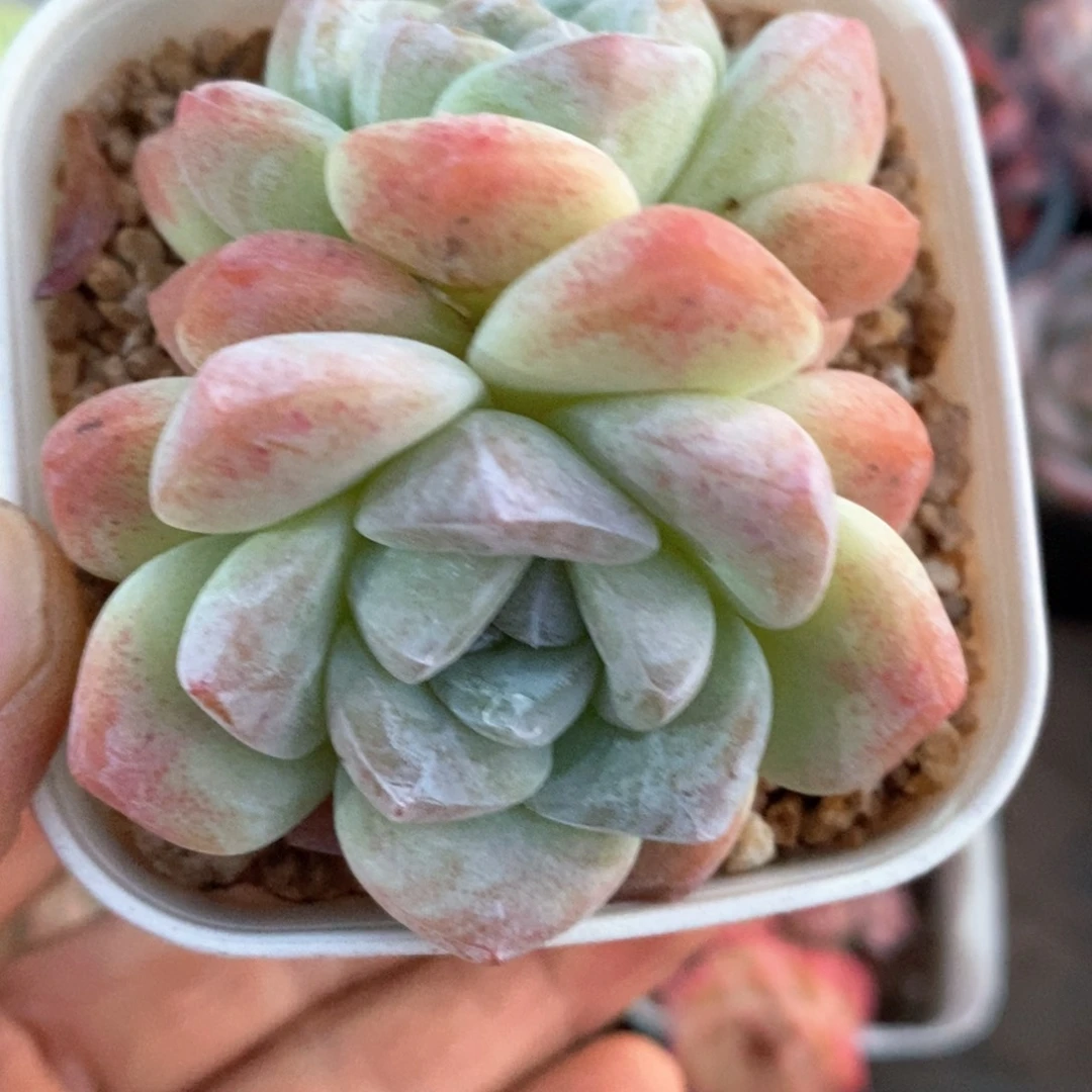 精品多肉一物一拍