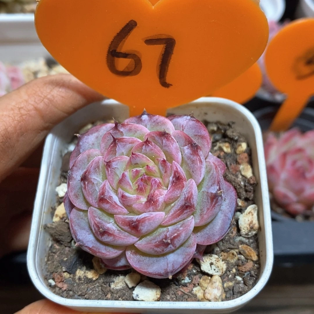 精品多肉一物一拍67