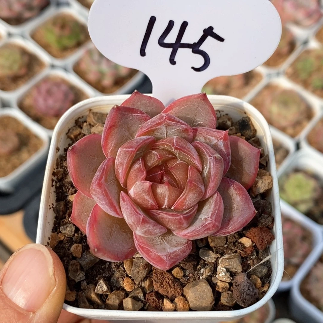 精品多肉一物一拍