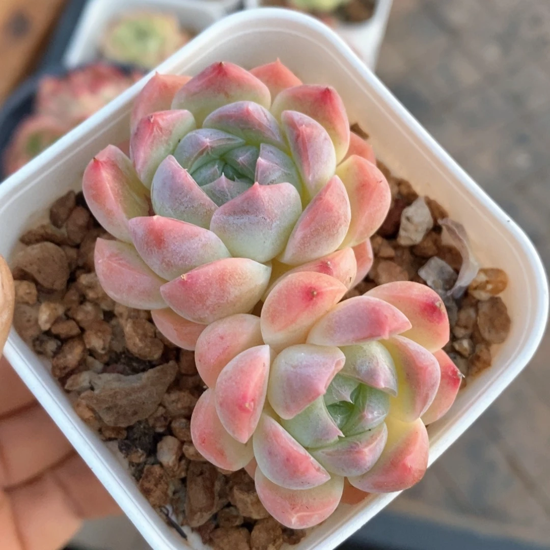 精品多肉一物一拍