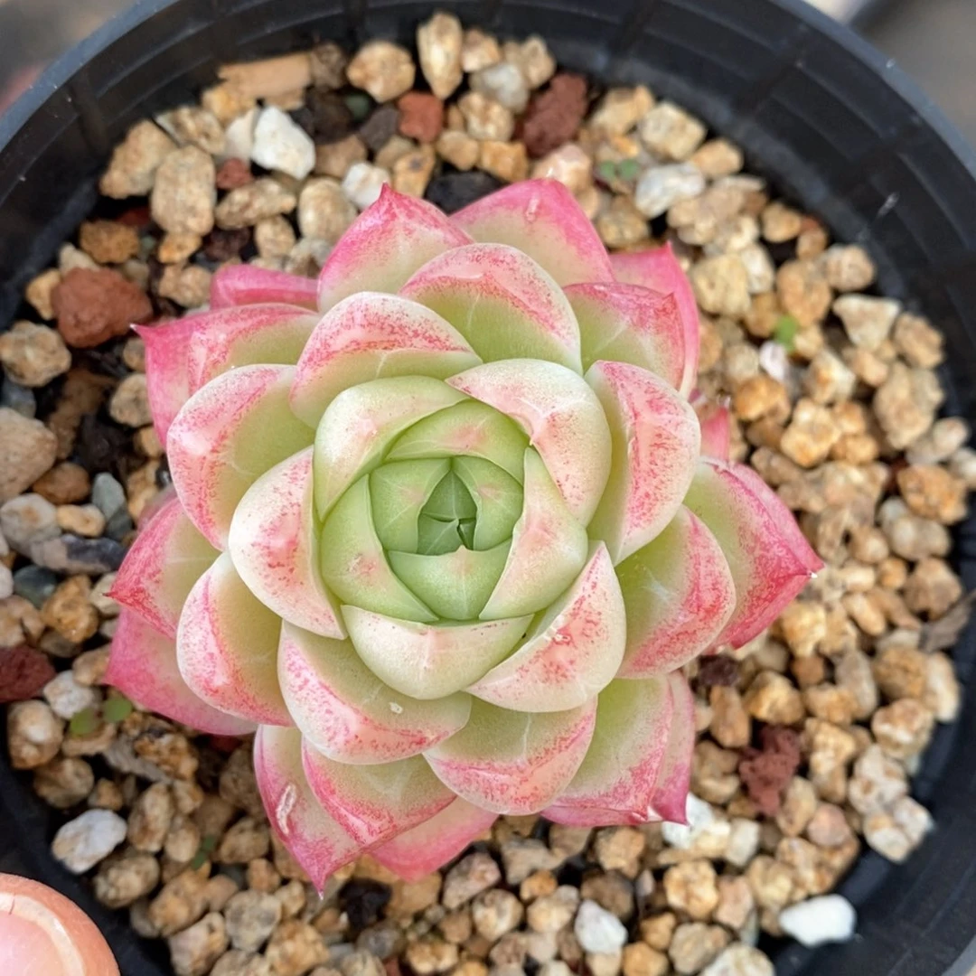 精品多肉一物一拍