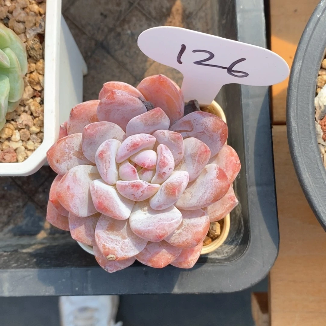 精品多肉一物一拍