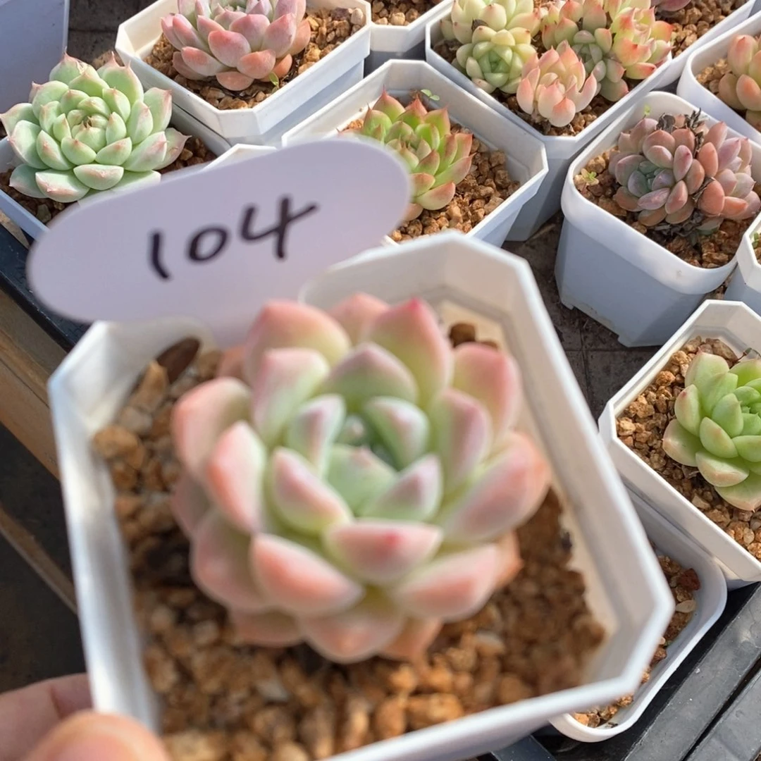 精品多肉一物一拍