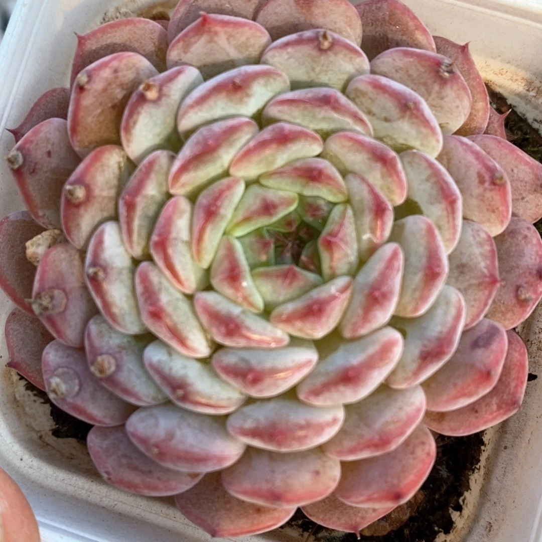 精品多肉一物一拍