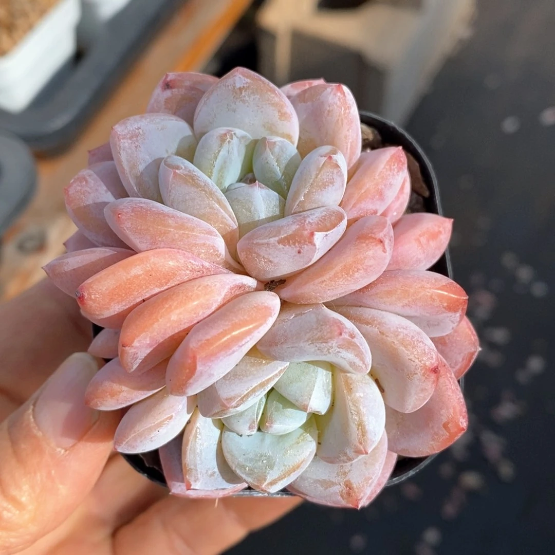 多肉植物一物一拍