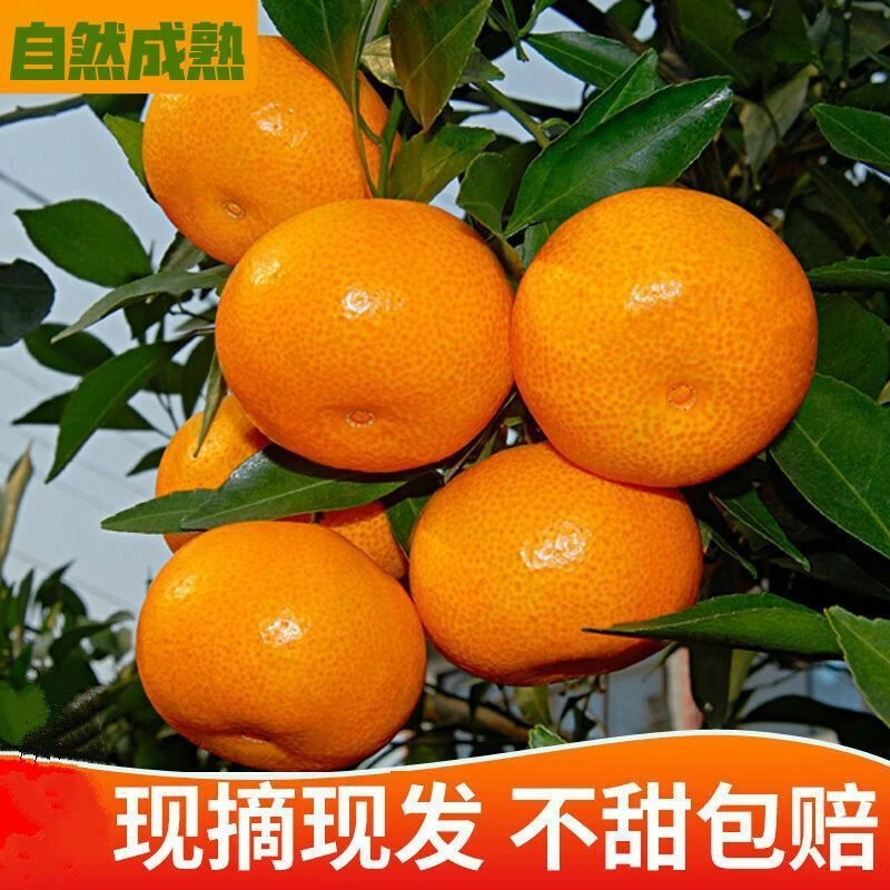 【浙江临海涌泉蜜桔】纯甜无酸无核无渣现摘现发新鲜水果