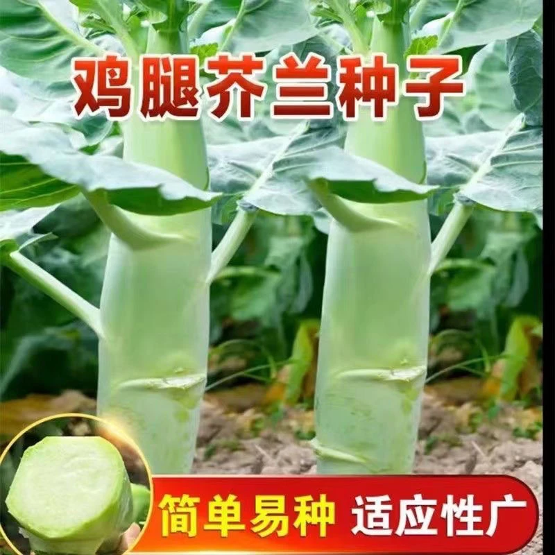 【鸡腿芥兰菜种子】夏季菜园农家农家种子蔬菜简单四季