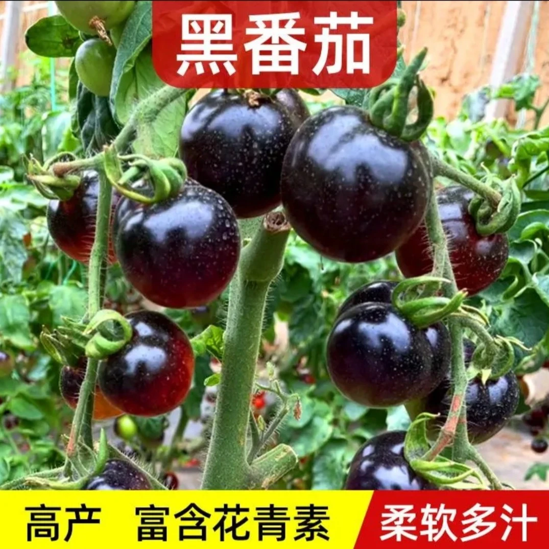 【黑色小番茄种子】西黑柿黑钻种子盆栽四季小西红柿蔬菜黑圣女