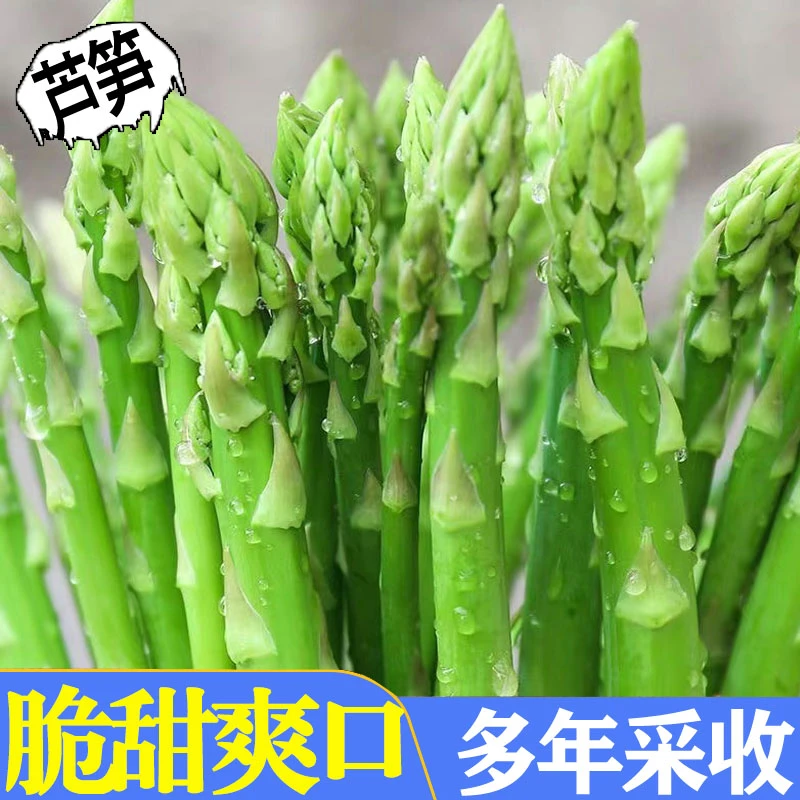 芦笋种子四季多年生青芦笋种子耐热抗寒四季种子紫芦笋种子阳台