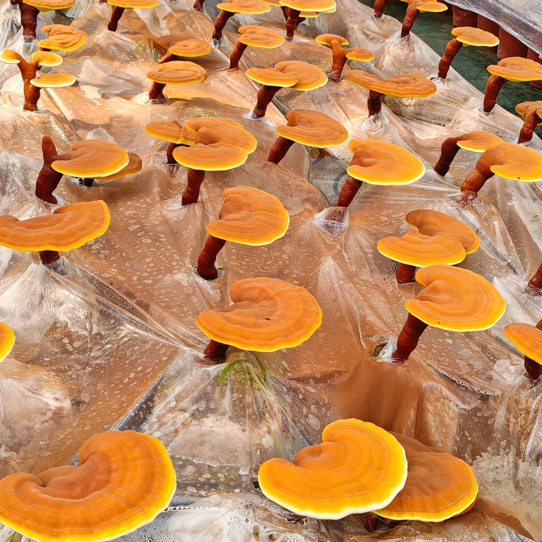 灵芝瑞草吉祥如意