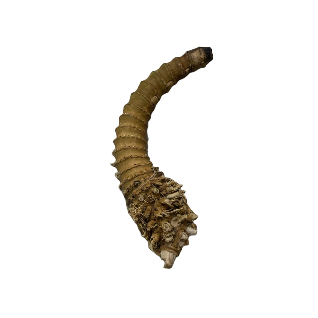 金竹烟斗手把件毛料