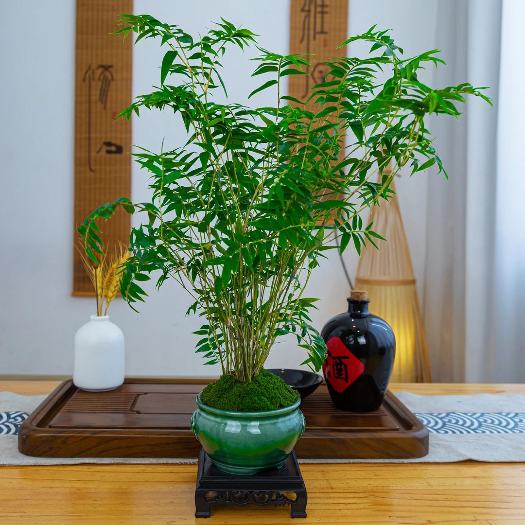 米竹盆栽凤尾竹庭院竹子办公室内花植物客厅盆景四季常青绿植花卉