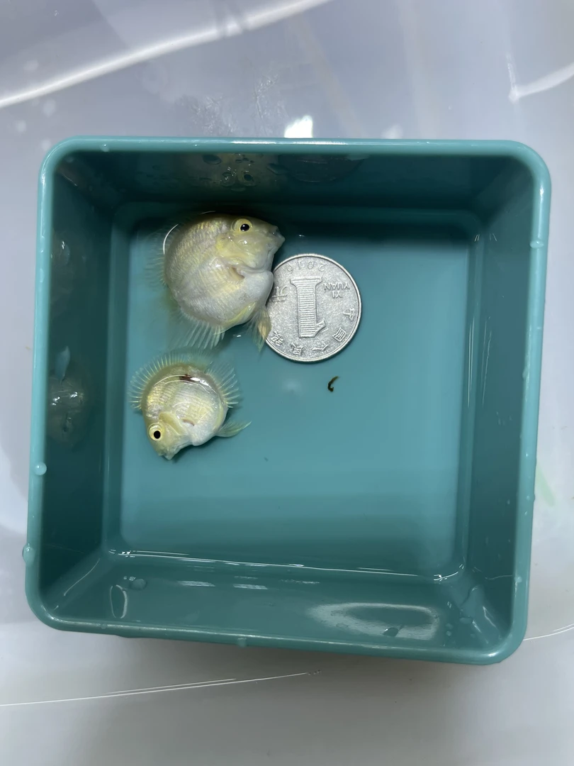 四个月龄 桃心缩尾迷你鹦鹉鱼  台系小体