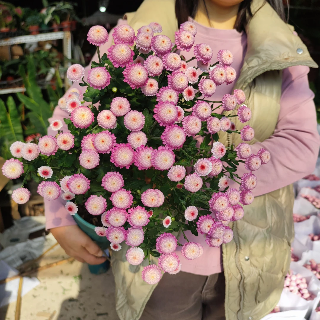 珠玉之卵菊花千头菊球菊朱玉之卵秋菊带花苞盆栽啵啵菊耐寒小雏菊