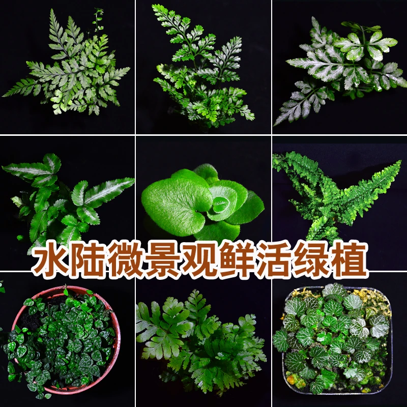 网观纹草植物盆栽创意微景生态水陆雨林造景diy绿植菖蒲鲜活蕨类