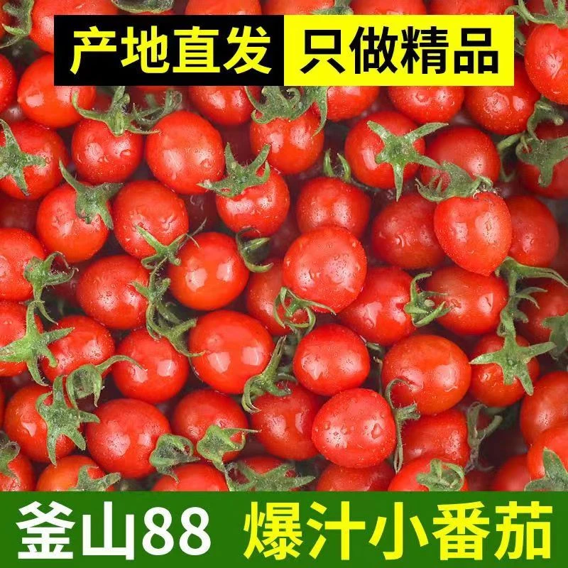平度釜山88圣女果玲珑番茄千禧小番茄樱桃小西红柿原产地批发整箱