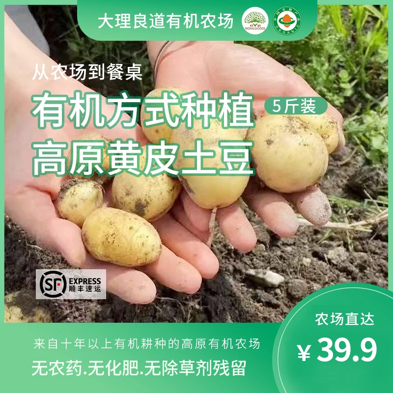 云南高原有机农场自产|有机方式种植黄皮新鲜云南土豆