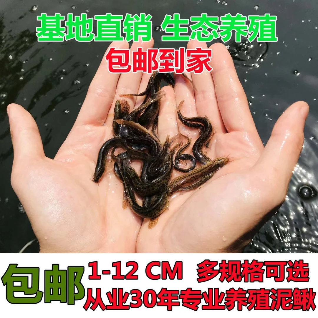泥鳅苗鲜活饵台鳅筏钓青鳅鱼乌龟观赏鱼圆鳅海钓水族鲜活饲料养殖