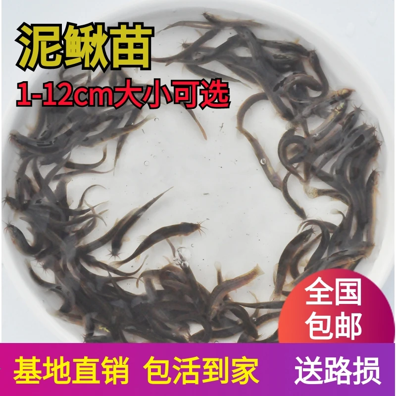 台湾泥鳅钓鱼苗本地青鳅金鳅鲜活筏钓鱼养殖淡水乌龟龙鱼宠物饲料