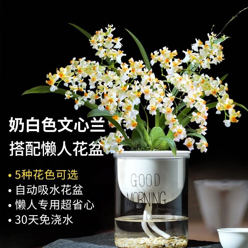 水培梦香文心兰浓香花 兰科爆盆室内花卉