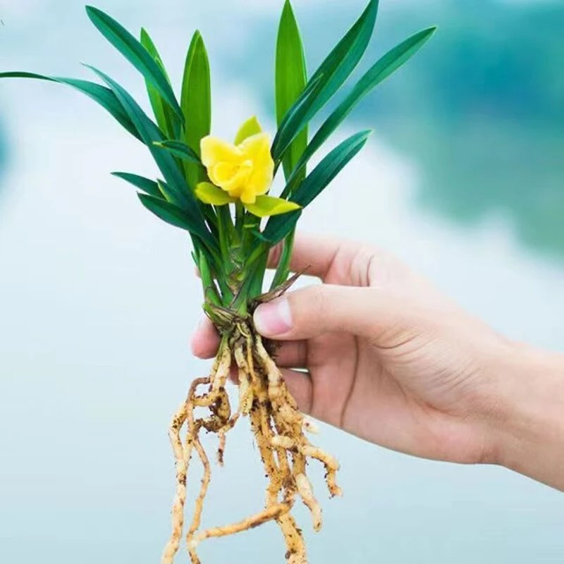 [耐寒耐热] 矮种超香型 勤花 新手也好养型 香兰花 佳人香兰 室内